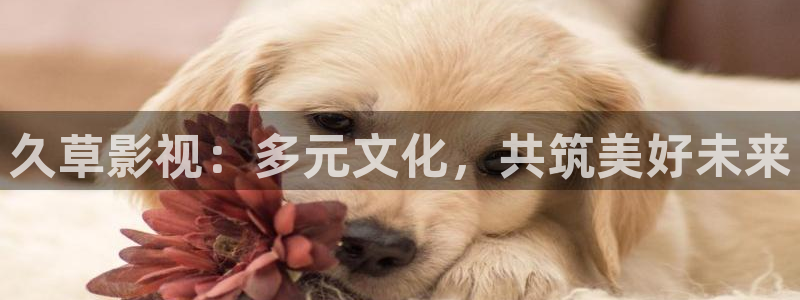 6680新视觉免费新剧在线观看新视觉：久草影视：多元文化，共筑美好未来